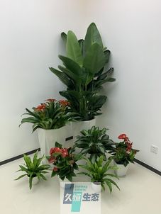 无锡办公室花卉绿植租摆简约组合